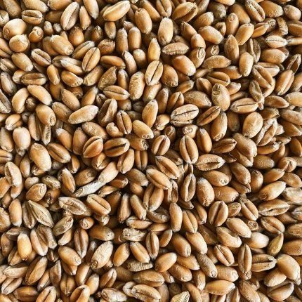 Simpsons malt Torrified wheat - mallastamaton vehnä