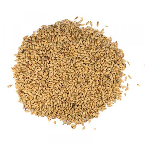 Dingemans Biscuit-50-MD