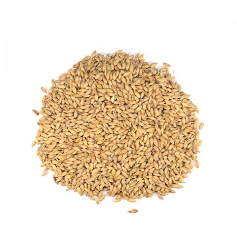 Dingemans Munich-15-MD