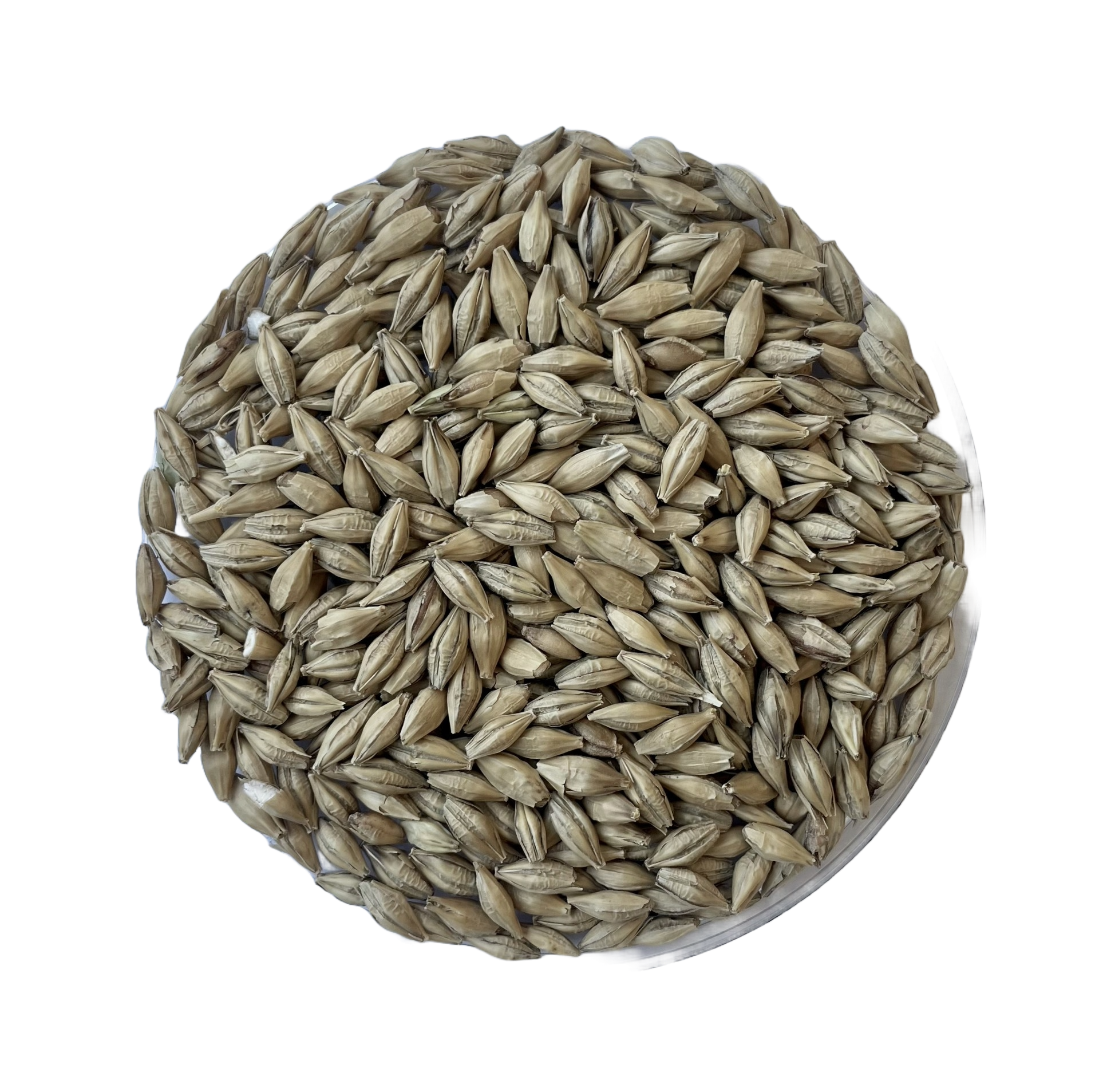 Pehkolan Mallastamo Chit